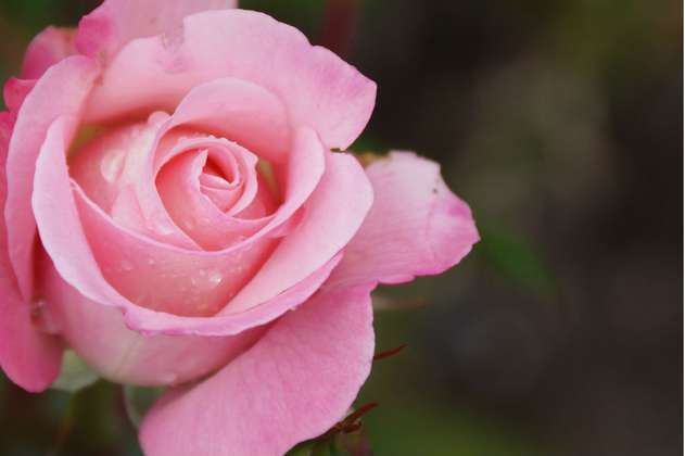 Ingenieros genéticos rastrearon la historia de las rosas. Descubrieron esto