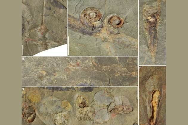 Encontraron yacimiento con miles de fósiles de hace 470 millones de años