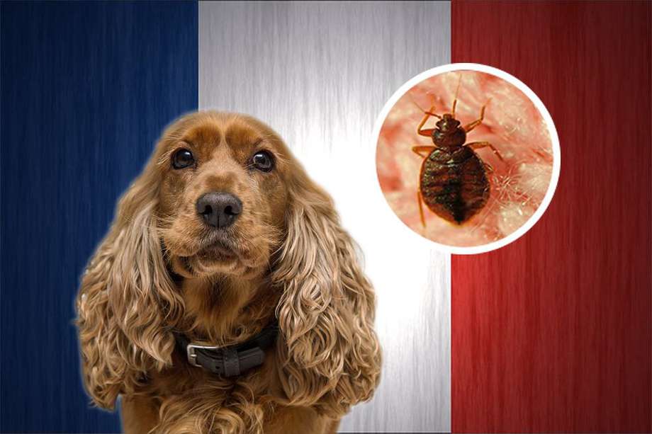 La presencia de chinches, un insecto de unos 7 milímetros de largo, desató una oleada de psicosis en París, Francia. 