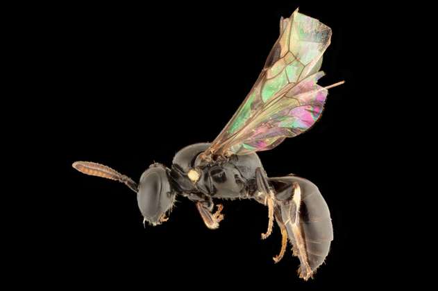 Estas son las 8 nuevas especies de abeja que descubrieron en islas del Pacífico