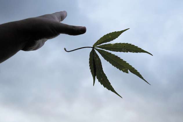 Gobierno expide norma sobre cannabis que responde pedido de empresarios del sector