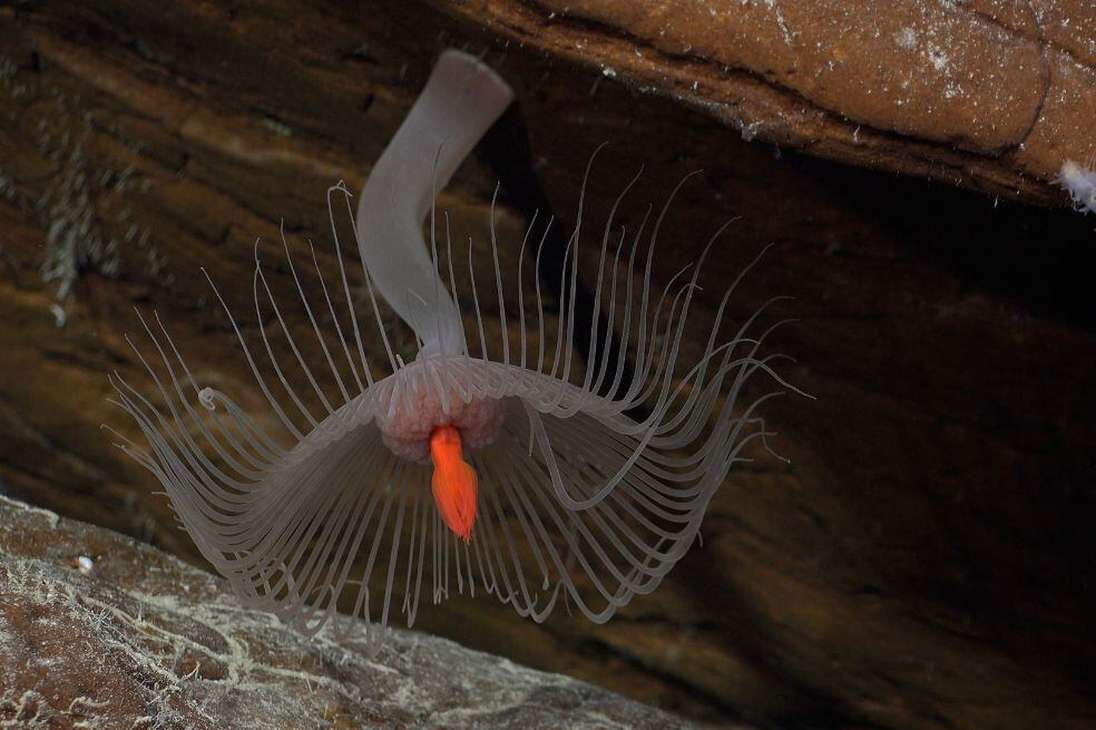 El equipo estableció un récord al avistar el animal dependiente de la fotosíntesis más conocido del mundo: un Leptoseris, comúnmente conocido como coral arrugado.