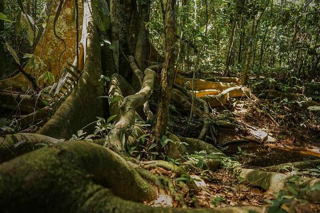 En el Plan Nacional de Desarrollo, aprobados más recursos para proteger la Amazonía