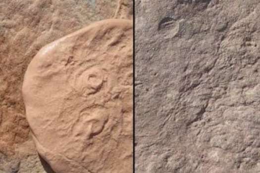 Dos nuevos fósiles de Ediacara: 'Obamus coronatus' (izquierda) y 'Attenborites janeae'. /UCR