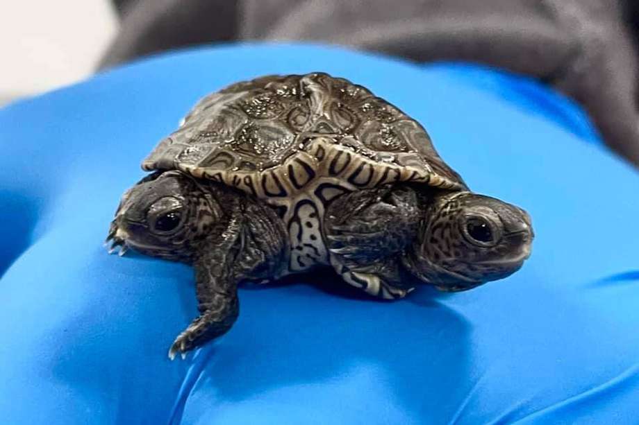 La tortuga fue encontrada en Barnstable, Massachusetts.