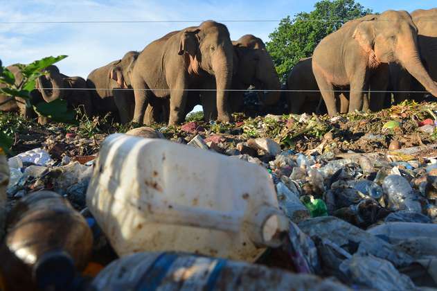 Graban a un grupo de elefantes buscando comida en un vertedero de basura en Sri Lanka