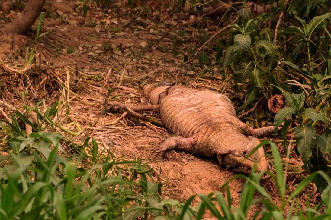 Los caimanes han sido una de las especies más afectadas en los incendios en Pantanal (Brasil).