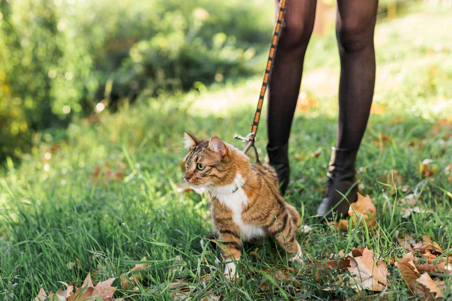 A veces sacar a un gato de su territorio puede ser conflictivo. Entre los riesgos que se corre está la exposición a parásitos o enfermedades.