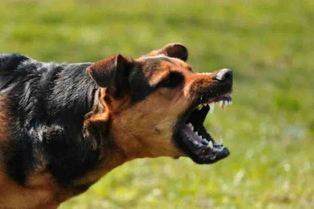 Dueños de perros peligrosos son responsables por daños que ocasionen: Corte Constitucional