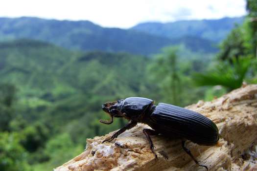 Colombia es el país con mayor diversidad de pasálidos, pues hay más de 120 especies.