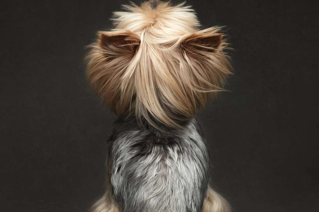 ane Thomson ganó el segundo lugar de esta categoría con la fotografía de "Mimi" un perro chitzú que mira hacia arriba de espaldas, y nos muestra su pelo plata y dorado.