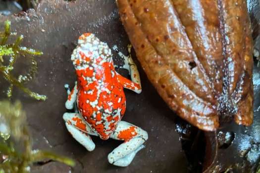Ranas rescatadas en el aeropuerto El Dorado son liberadas en Nariño.