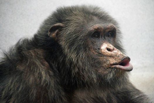 Las comunidades de chimpancés también generan patrones culturales diversos.  / Pixabay
