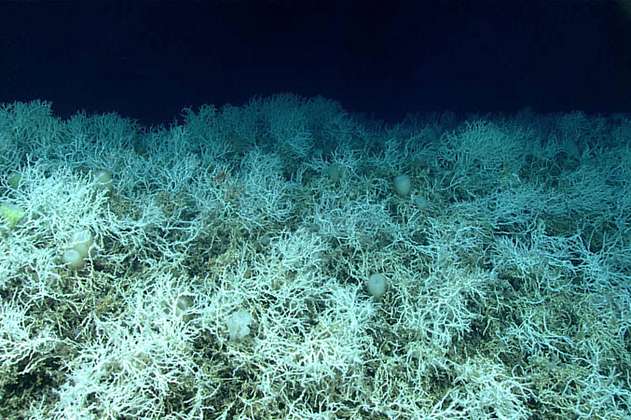 Encuentran el arrecife de coral más grande del mundo