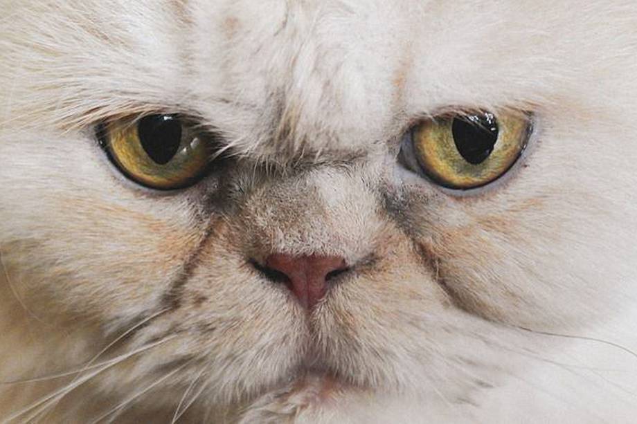 Un gato Persa irradia elegancia con su pelaje largo y su mirada serena. 