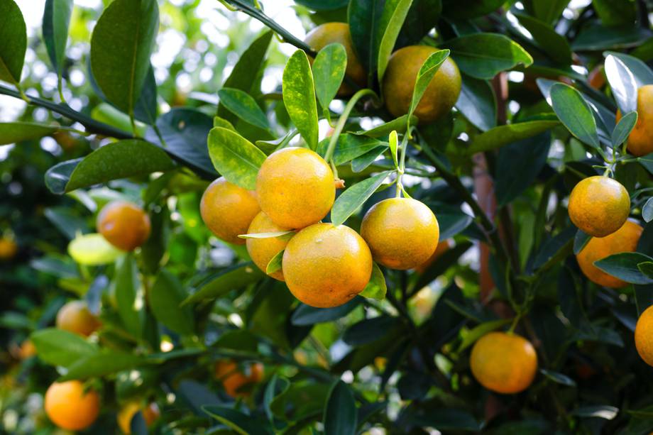 Salud | ¿Sabías que la fresa tiene 70 % más vitamina C que la naranja?