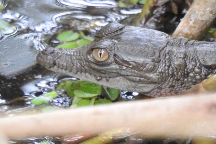 El caimán aguja (Crocodylus acutus) es un reptil de gran tamaño que habita tanto en sistemas de aguas salobres e hipersalinas como dulces, incluyendo zonas costeras, insulares, ríos.