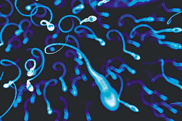 Los espermatozoides tienen células “guardaespaldas”