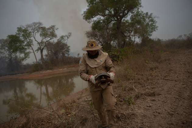 Incendios Pantanal: voluntarios, al rescate de  animales y focos de calor alcanzan nivel récord