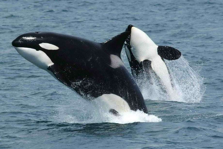 Imagen de referencia: las orcas son mamíferos acuáticos, pertenecientes a la misma familia que los delfines. 