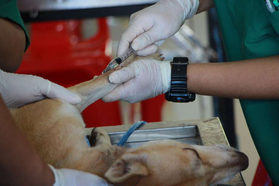 Antes de anestesiar a su animal de compañía, es necesario sopesar los riegos y beneficios de esto con su médico veterinario de confianza. 