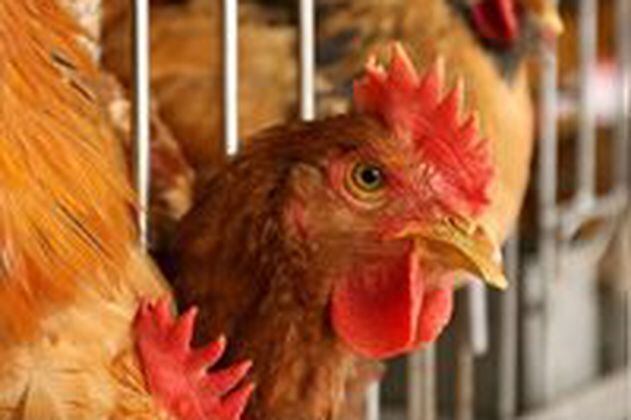 Situación de la gripe aviar en Colombia: siete municipios son foco de contagio