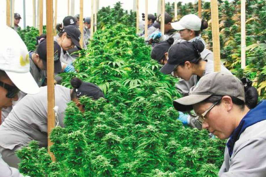 Trabajadores deshojan plantas de cannabis en el cultivo de Clever Leaves ubicado en Pesca (Boyacá). / Diego Ojeda
