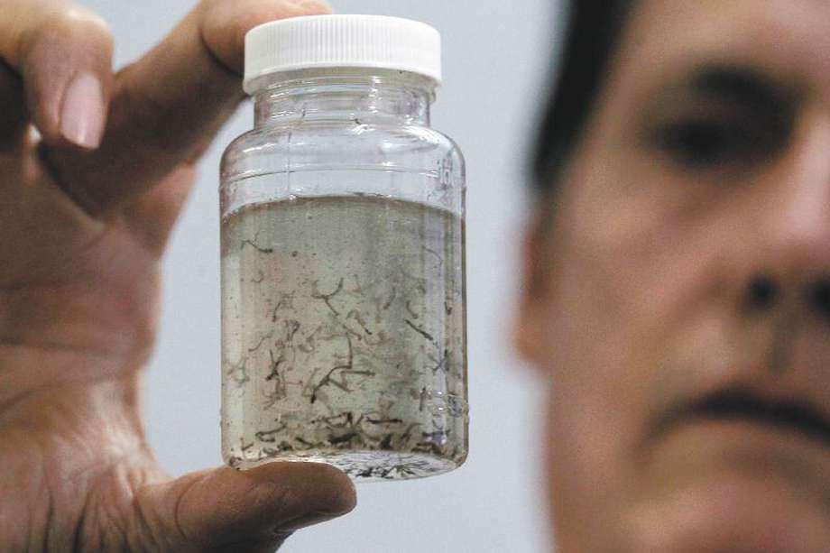 Este será un año epidémico de dengue en Colombia, situación que se presenta cada tres a cuatro años. EFE/Jeffrey Arguedas