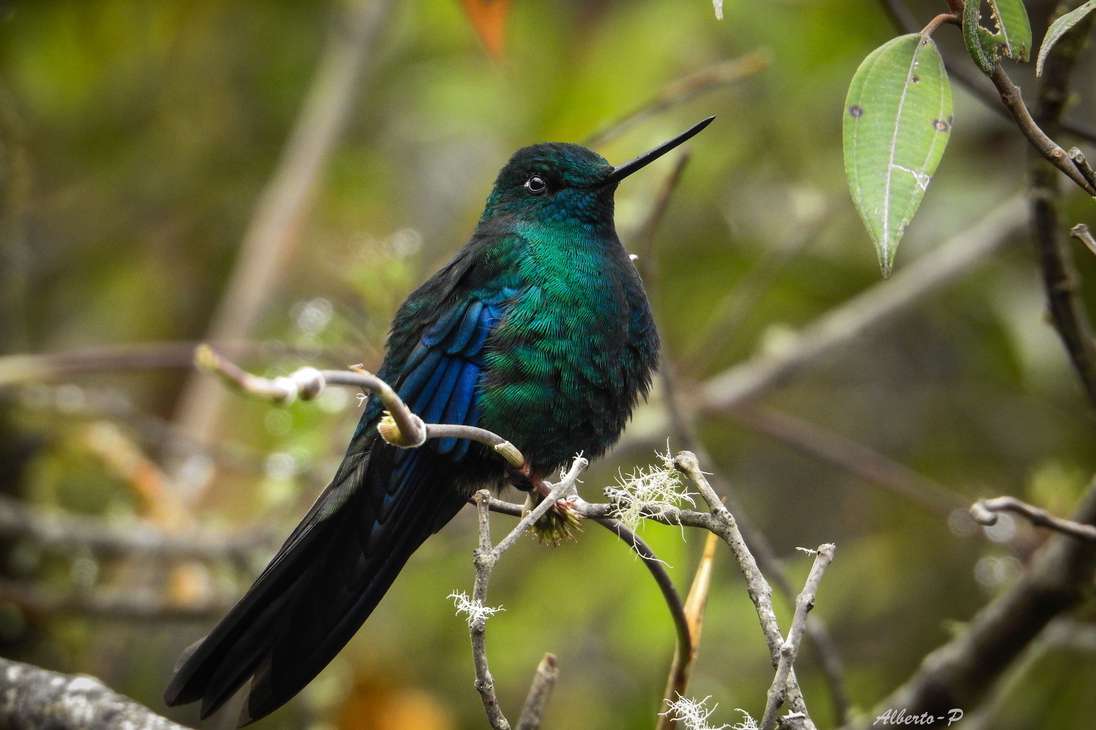 Es el más grande de casi todos los demás colibríes y con aleteos más lentos en comparación a los de los otros. Se encuentra en bosques montanos y bordes en los Andes desde el norte de Colombia hasta Bolivia, típicamente desde alrededor de los 2,800 m hasta cerca de la línea de árboles.