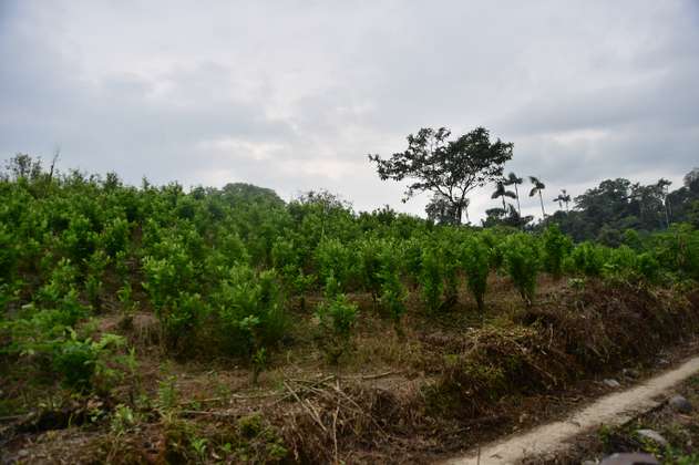 Denuncian operativo policial para erradicar cultivos de coca que vulneró DD.HH.