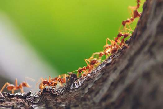 Aunque los insectos como las hormigas son bautizados como “las pequeñas cosas que dirigen el mundo”, no se conoce con precisión su distribución y abundancia. Hasta ahora. 