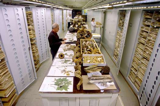 Colección botánica del museo Smithsonian, en Estados Unidos.
