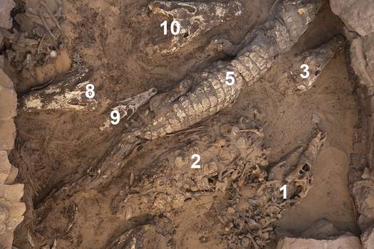 Vista general de los cocodrilos durante la excavación que muestra los números que se les atribuyen antes de levantarlos. /Plos One