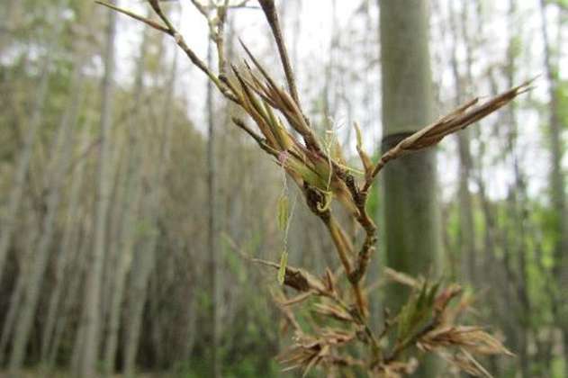 Un bambú florecerá por primera vez en 120 años, pero esto podría ser una mala noticia
