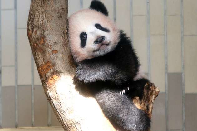 Japón presenta a una bebé panda de seis meses de nacida