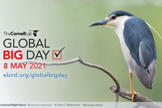 El 8 de mayo se celebrará el Global Big Day 2021.