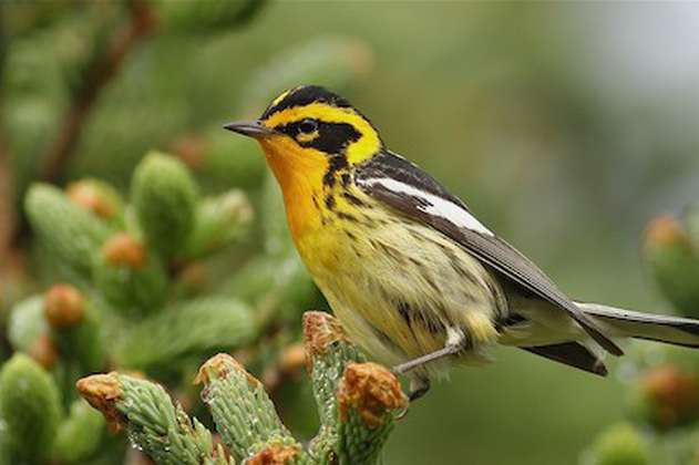 Día mundial de aves migratorias: 50 especies cruzan por el Valle de Aburrá al año