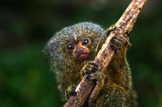 Descubren nueva especie del mono más pequeño del mundo: mide 16 centímetros