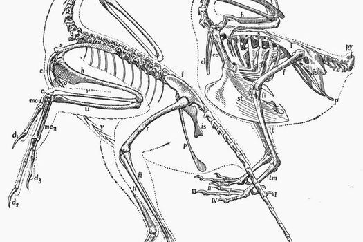 Ilustración del esqueleto del Archaeornis, comparado con el esqueleto de una paloma común. / Gerhard Heilmann