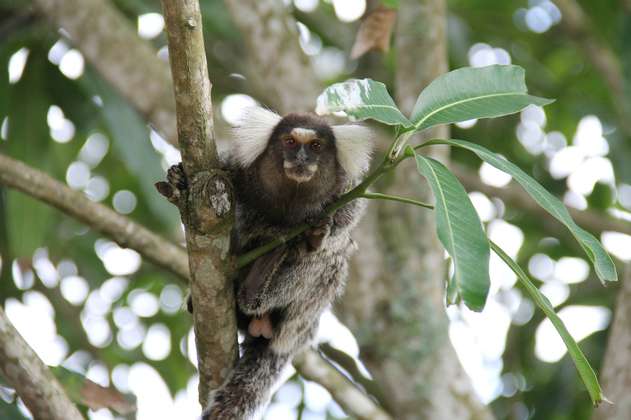 Gemelos mono tití panameño nacieron en zoológico de Medellín