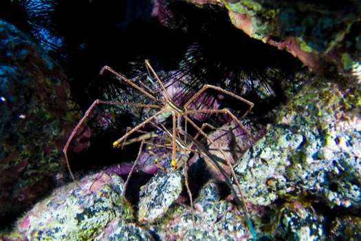 Las arañas marinas cuentan con ocho patas.