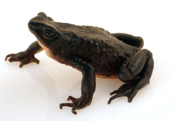 En Ecuador, "reviven" una especie de rana que se creía extinta 