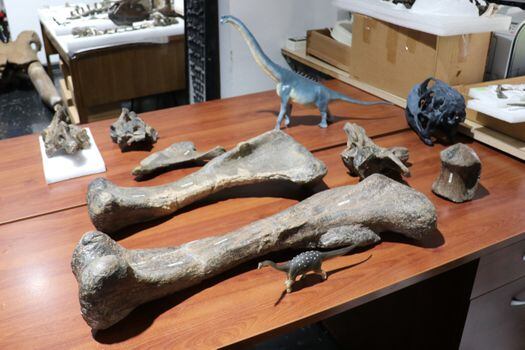 Este ejemplar, una especie de titanosaurio -de forma similar al "Diplodocus"- de unos 6,3 metros de longitud-