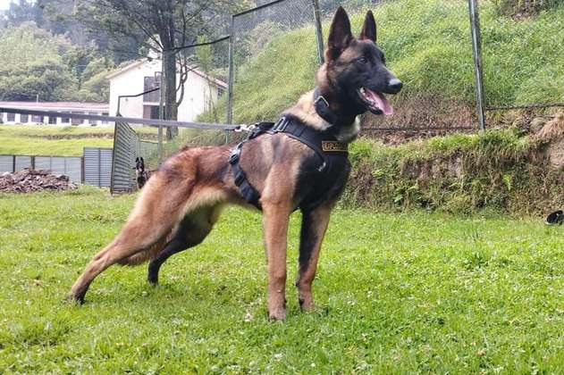 20 de julio: un día para recordar a Wilson, el perro rescatista y héroe de Colombia