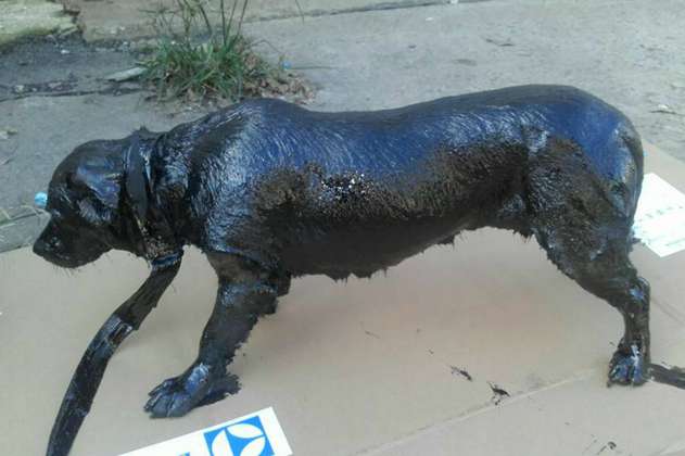 Román, el perro bañado en brea que fue rescatado y adoptado
