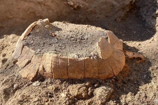 Encuentran restos de una tortuga "embarazada" en las ruinas de Pompeya