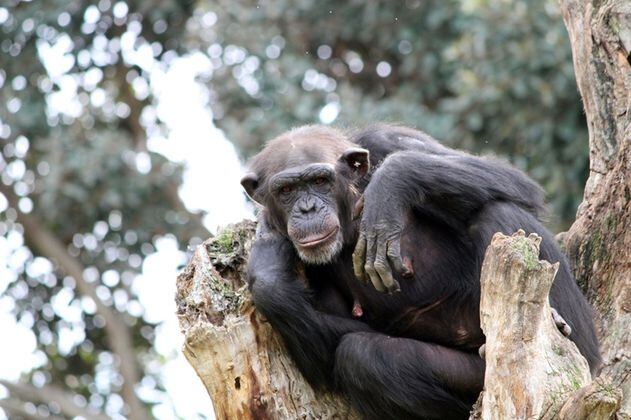 Científicos, asombrados al ver a chimpancés intentar curar heridas con insectos