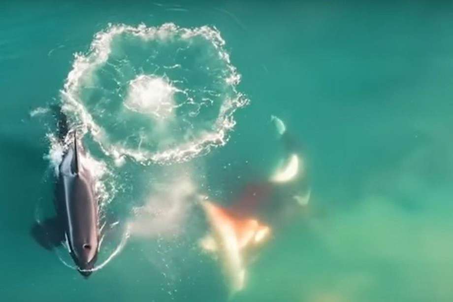 Las ballenas atacan específicamente el vientre del tiburón y luego dejan el resto de su cuerpo.