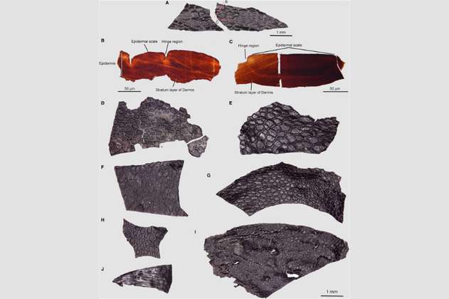 Encontraron el pedazo de piel reptil fosilizado más antiguo de la historia