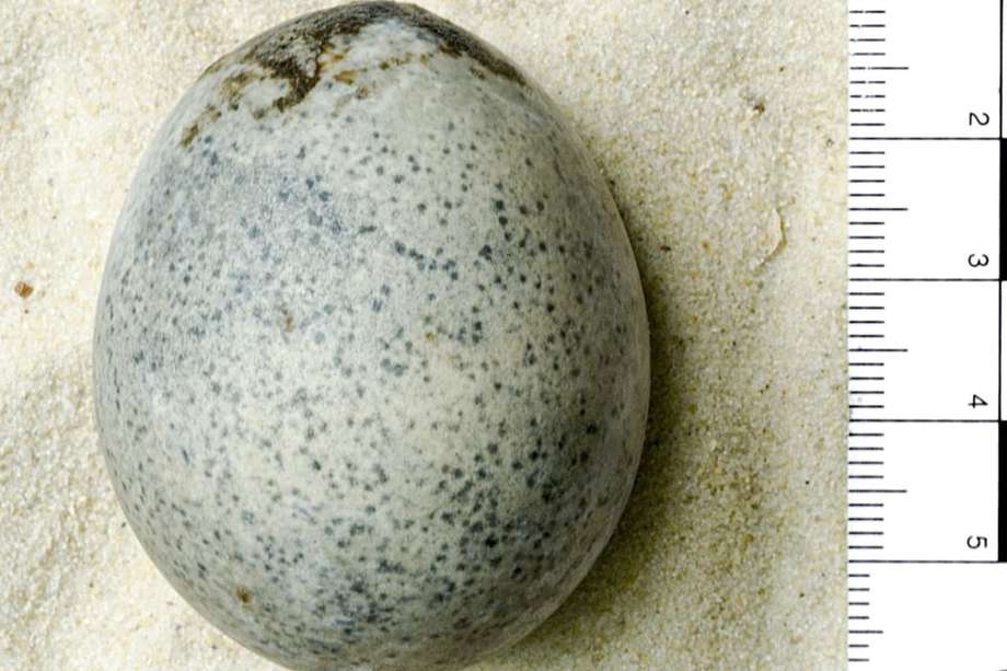 Solo uno de los cuatro huevos hallados en Aylesbury (Inglaterra) se conservó intacto. Los investigadores adelantan estudios sobre el objeto. 